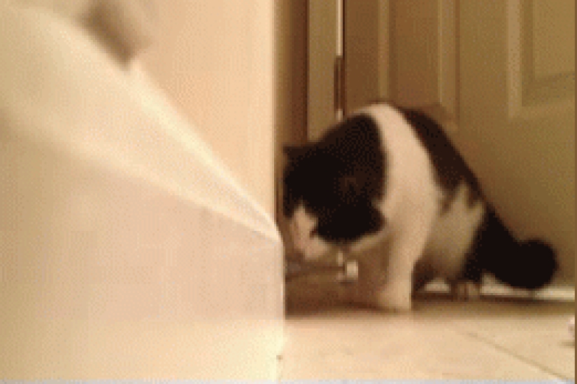 Gatos demasiado curiosos