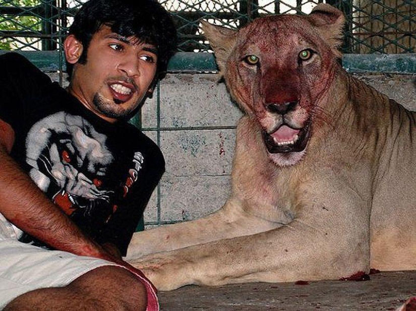 Gatos depredadores y coches caros: el ocio de un árabe millonario