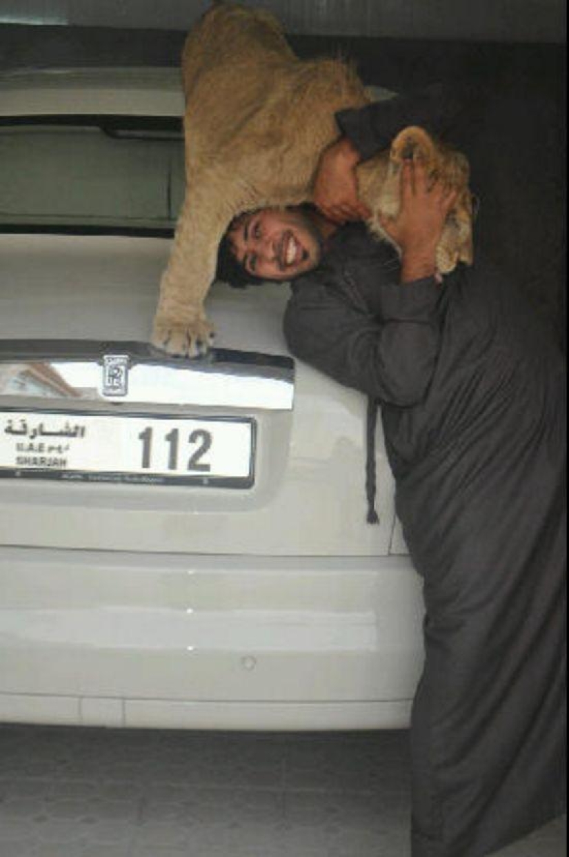 Gatos depredadores y coches caros: el ocio de un árabe millonario