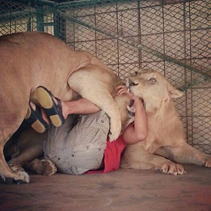 Gatos depredadores y coches caros: el ocio de un árabe millonario