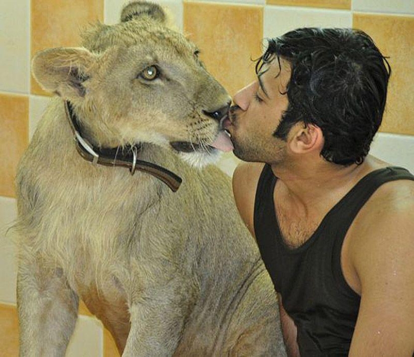 Gatos depredadores y coches caros: el ocio de un árabe millonario