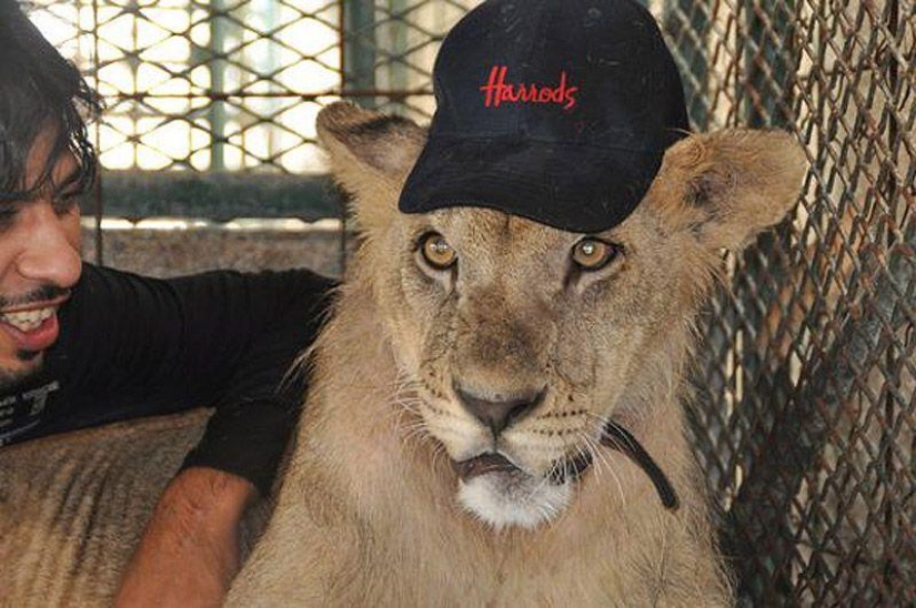 Gatos depredadores y coches caros: el ocio de un árabe millonario