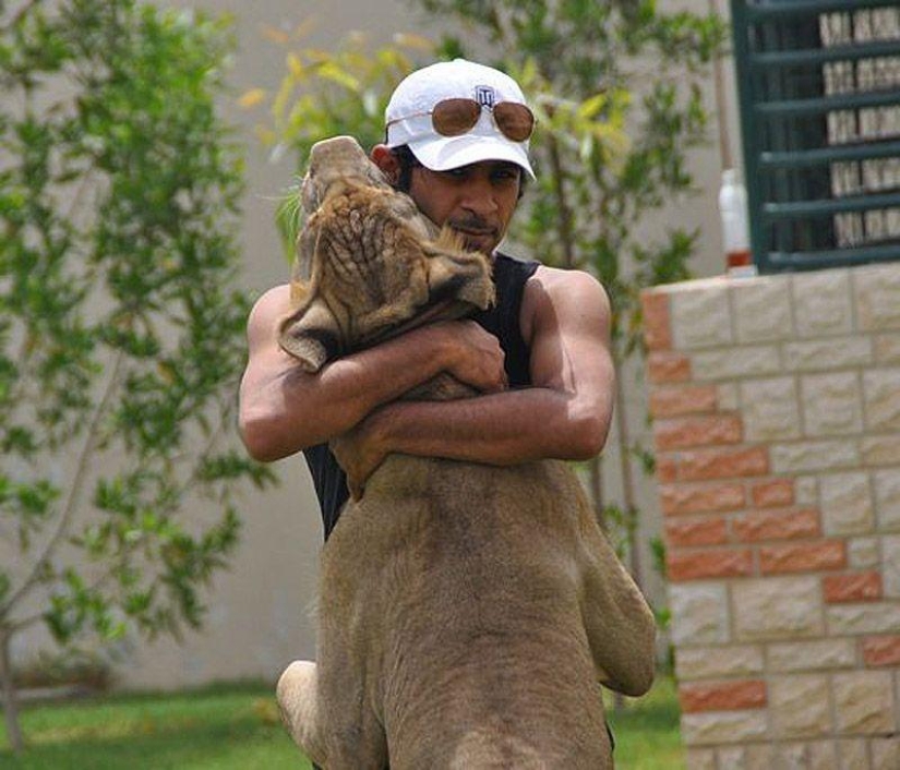 Gatos depredadores y coches caros: el ocio de un árabe millonario
