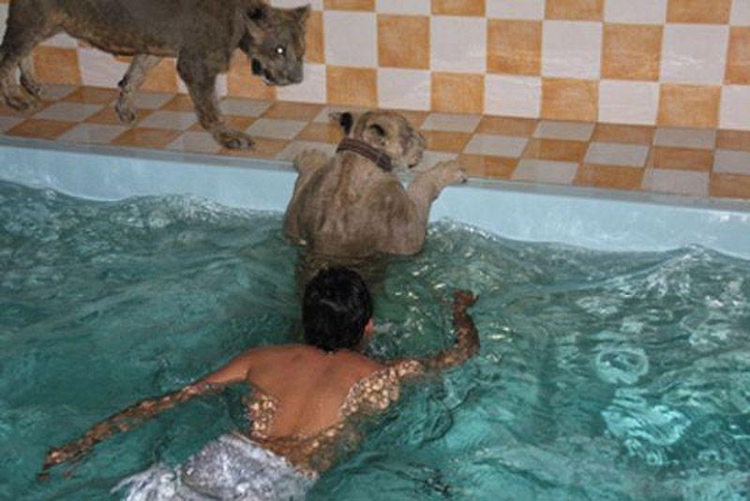 Gatos depredadores y coches caros: el ocio de un árabe millonario