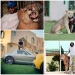 Gatos depredadores y coches caros: el ocio de un árabe millonario