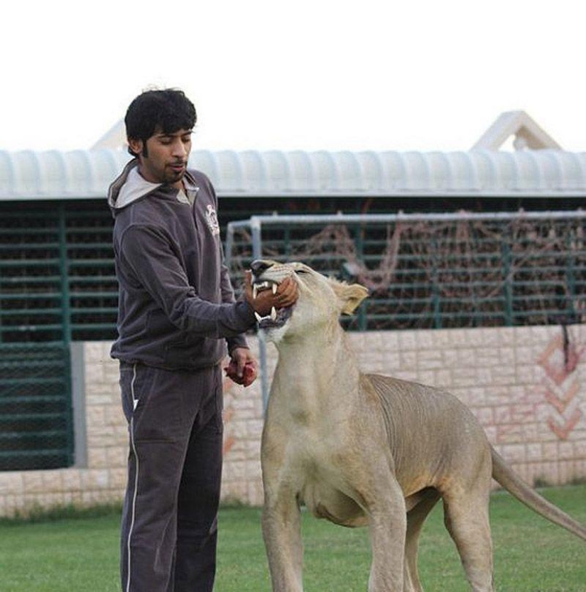 Gatos depredadores y coches caros: el ocio de un árabe millonario
