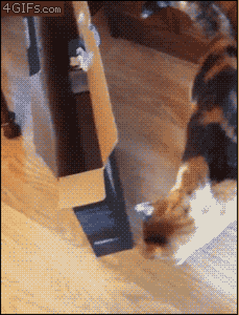 gatos gordos gatos gordos