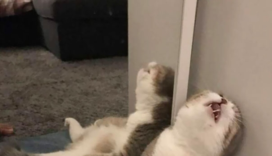 Gatos graciosos durmiendo en las posiciones más extrañas de la historia Gatos graciosos durmiendo en las posiciones más extrañas de la historia