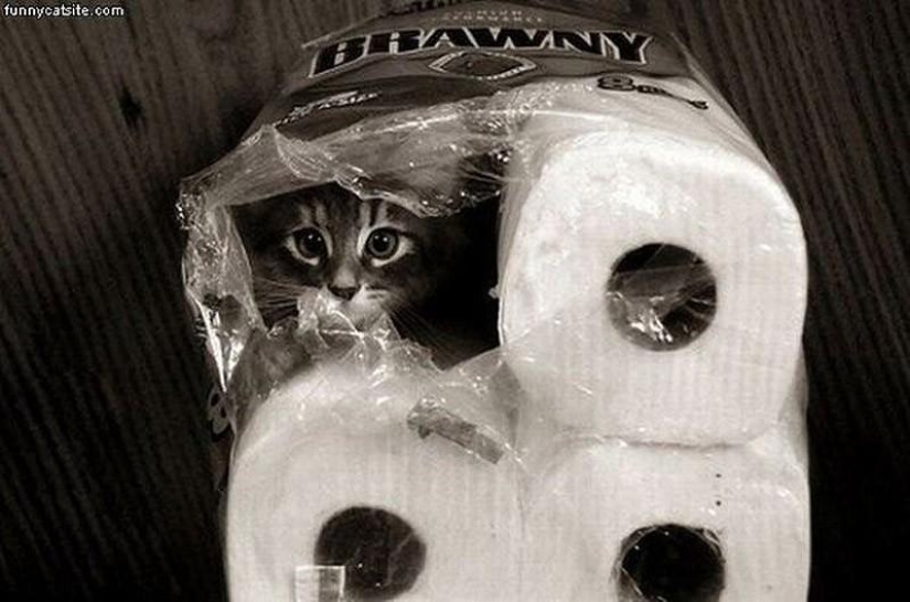 Gatos que no saben jugar al escondite