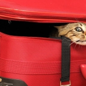 Gatos que no saben jugar al escondite