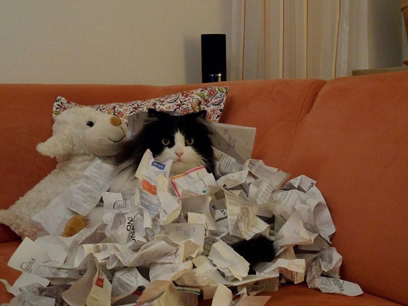 Gatos que no saben jugar al escondite