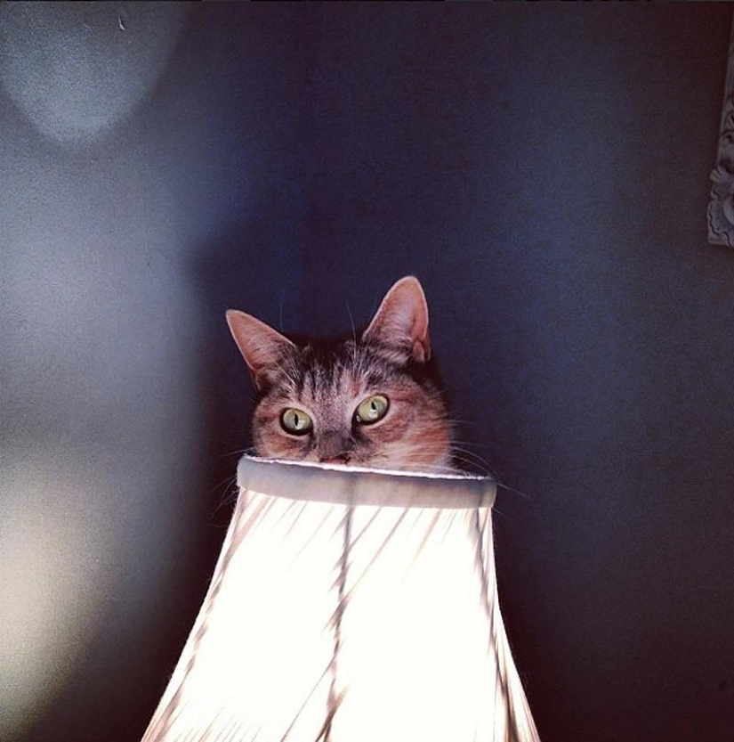 Gatos que no saben jugar al escondite