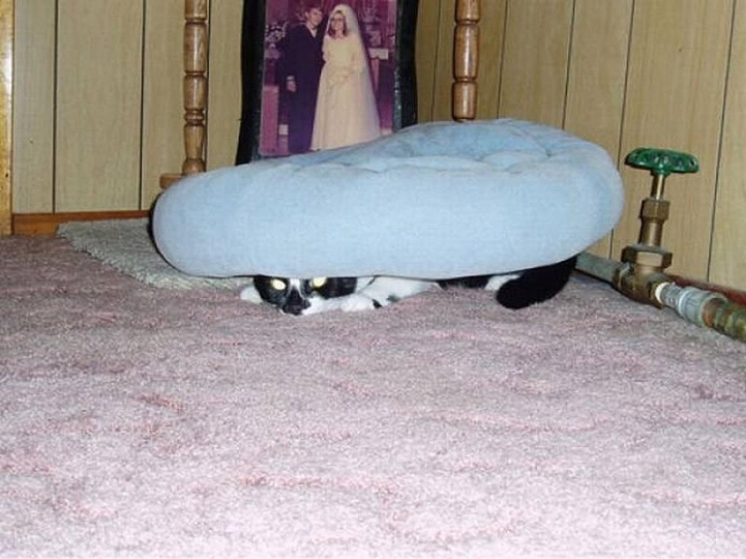 Gatos que no saben jugar al escondite