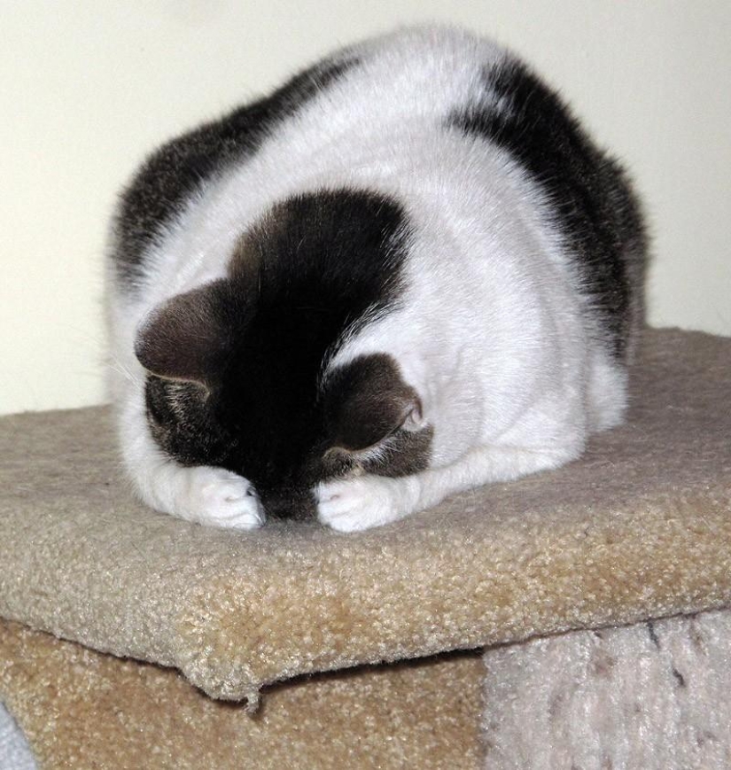 Gatos que no saben jugar al escondite