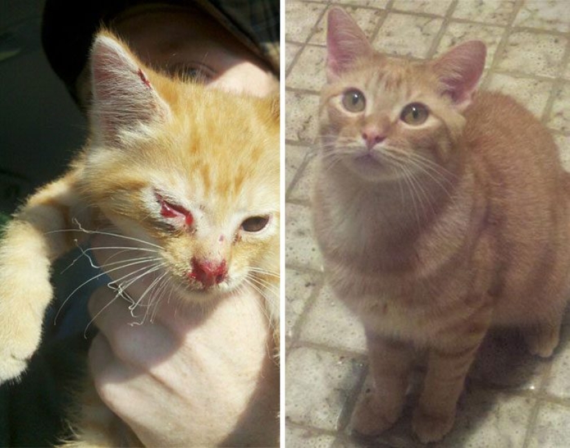 Gatos sobrevivientes que fueron rescatados y amados: antes y después Gatos sobrevivientes que fueron rescatados y amados: antes y después