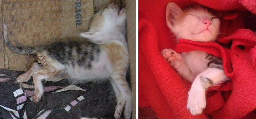 Gatos sobrevivientes que fueron rescatados y amados: antes y después Gatos sobrevivientes que fueron rescatados y amados: antes y después