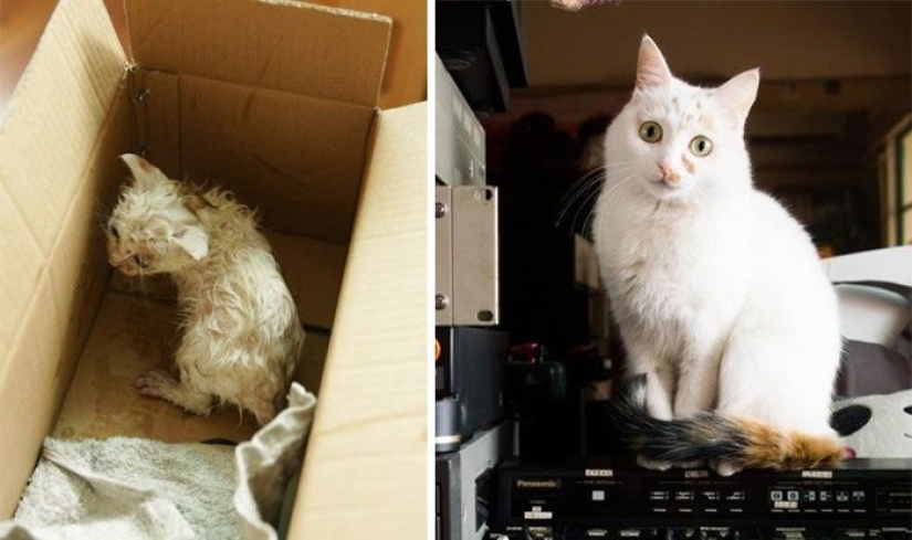 Gatos sobrevivientes que fueron rescatados y amados: antes y después Gatos sobrevivientes que fueron rescatados y amados: antes y después