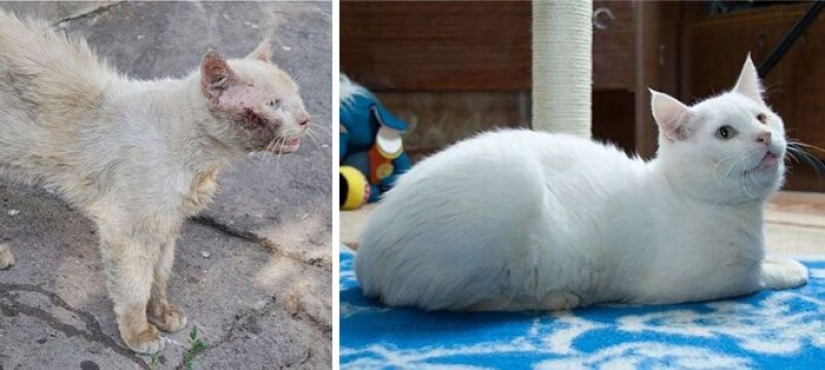 Gatos sobrevivientes que fueron rescatados y amados: antes y después Gatos sobrevivientes que fueron rescatados y amados: antes y después