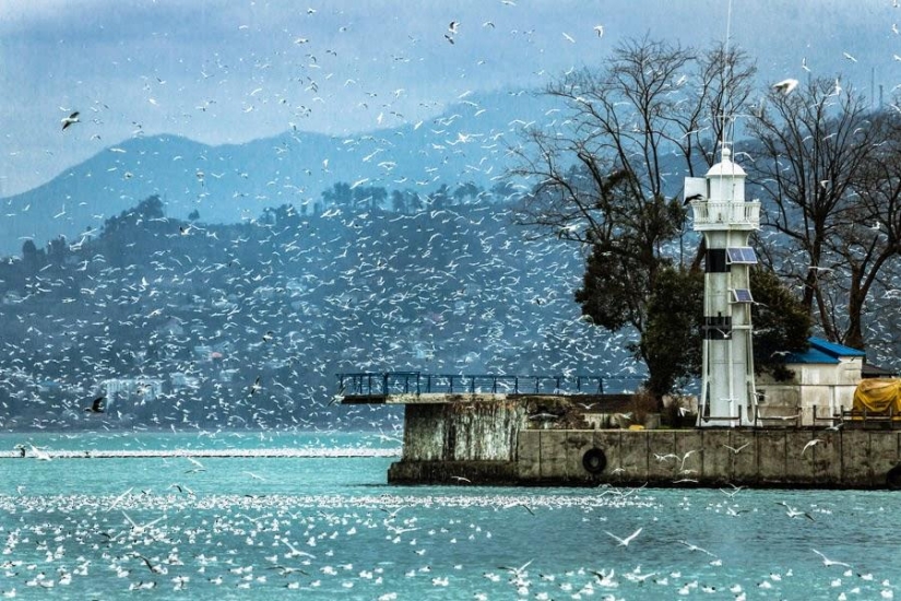 Gaviotas en Batumi Gaviotas en Batumi