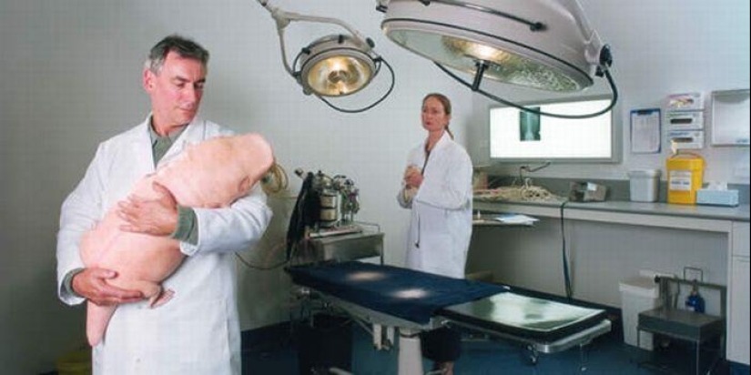 Gentiles monstruos de Patricia Piccinini