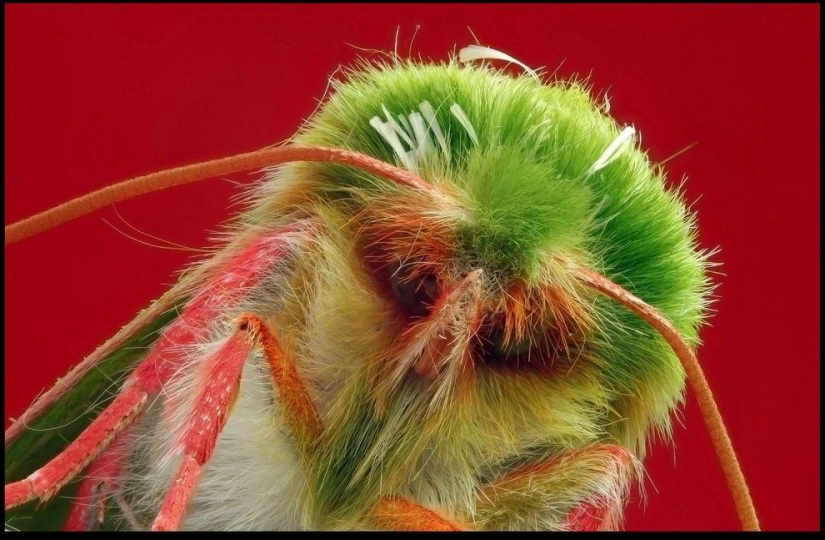 Giant Insects by Francis Pryor Giant Insects by Francis Pryor