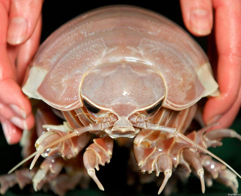Giant "wood lice"