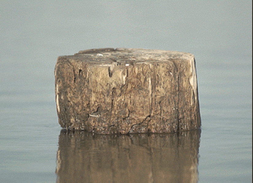 Gifs animados de Micael Reynaud Gifs animados de Micael Reynaud