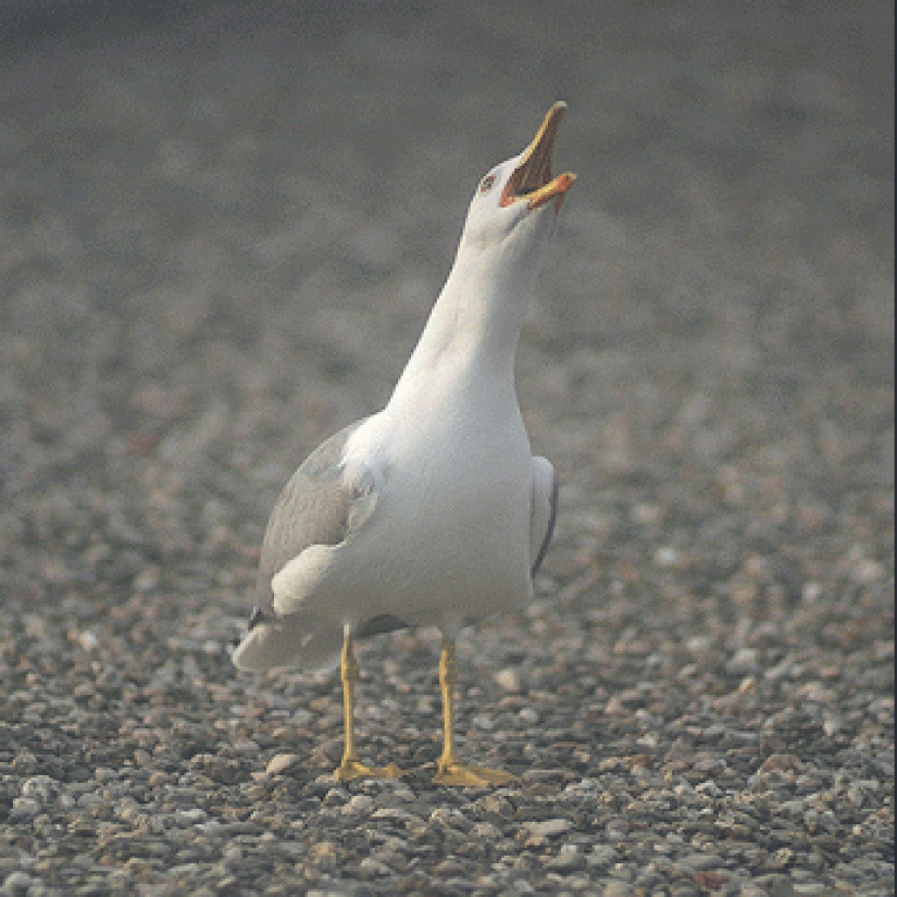 Gifs animados de Micael Reynaud Gifs animados de Micael Reynaud