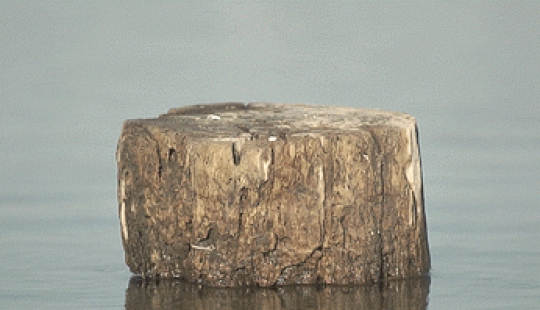 Gifs animados de Micael Reynaud