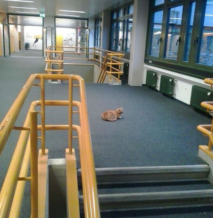 Ginger cat takes care of students from Germany