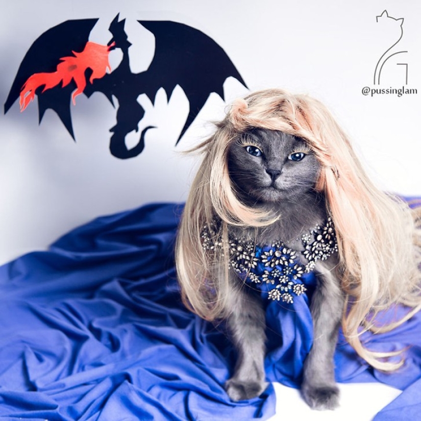 Glamor as a lifestyle: a cat in bright outfits conquers Instagram Glamor as a lifestyle: a cat in bright outfits conquers Instagram