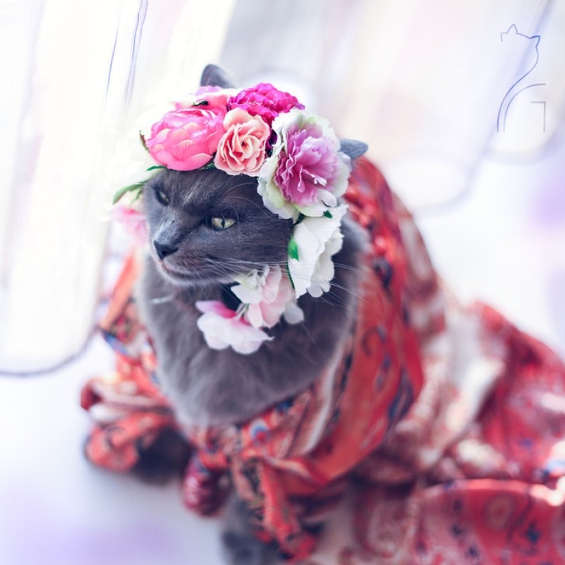 Glamor as a lifestyle: a cat in bright outfits conquers Instagram Glamor as a lifestyle: a cat in bright outfits conquers Instagram