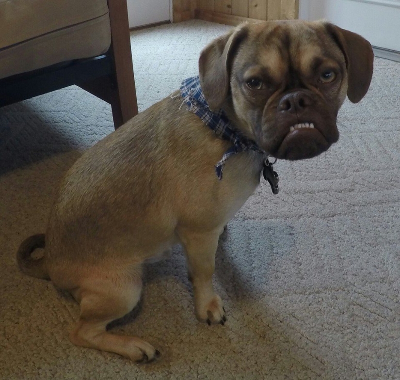 Gloomy dog conquers the Internet and your hearts Gloomy dog conquers the Internet and your hearts