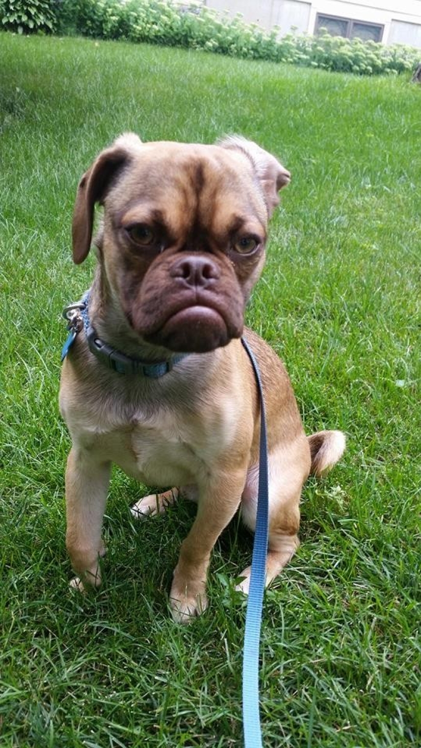 Gloomy dog conquers the Internet and your hearts Gloomy dog conquers the Internet and your hearts