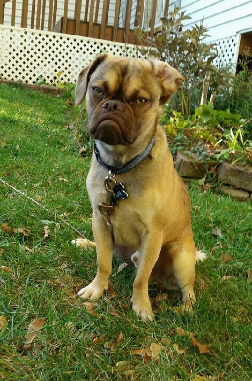 Gloomy dog conquers the Internet and your hearts Gloomy dog conquers the Internet and your hearts