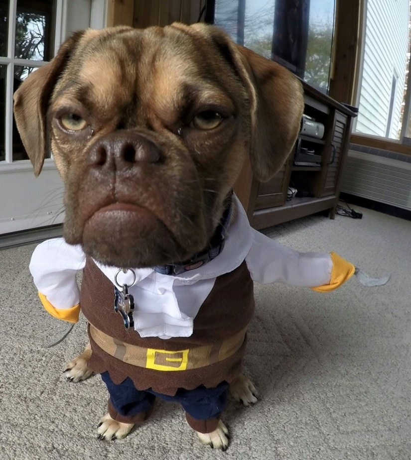 Gloomy dog conquers the Internet and your hearts Gloomy dog conquers the Internet and your hearts