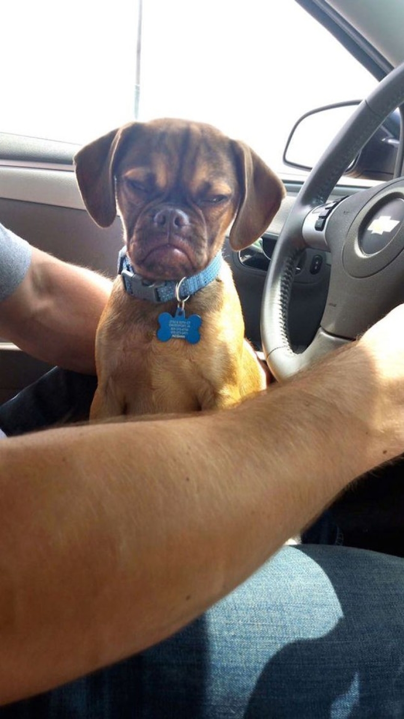 Gloomy dog conquers the Internet and your hearts Gloomy dog conquers the Internet and your hearts