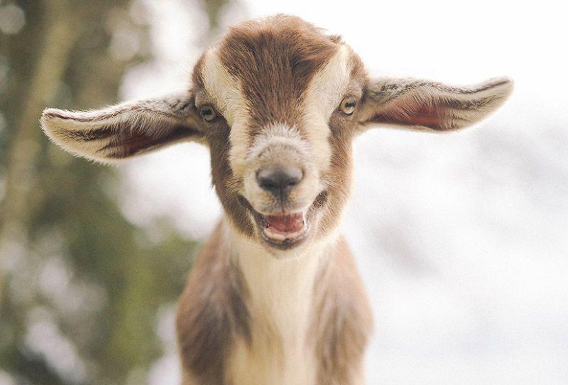 Goat-smiles Goat-smiles