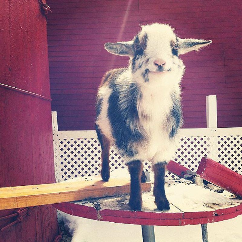 Goat-smiles Goat-smiles