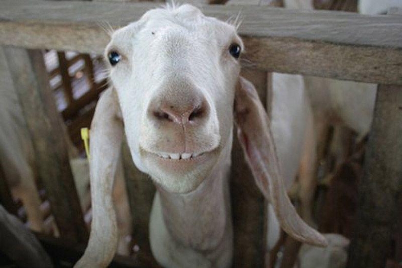 Goat-smiles Goat-smiles