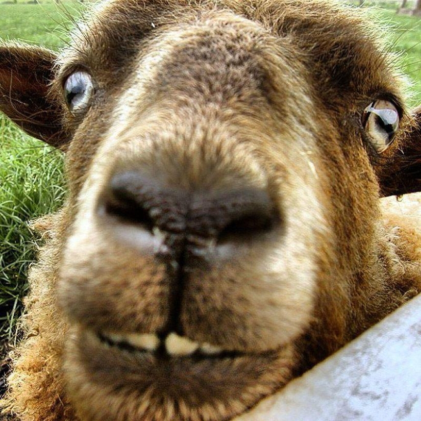 Goat-smiles Goat-smiles