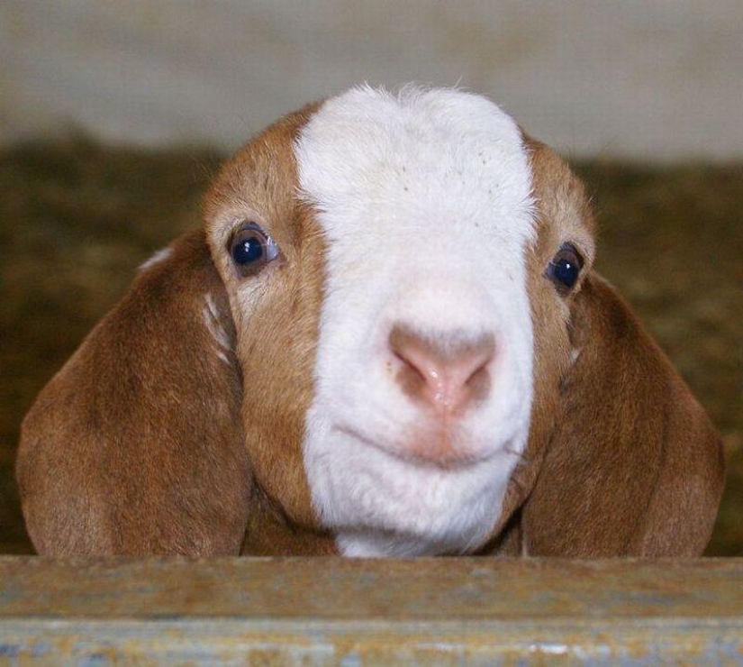 Goat-smiles Goat-smiles