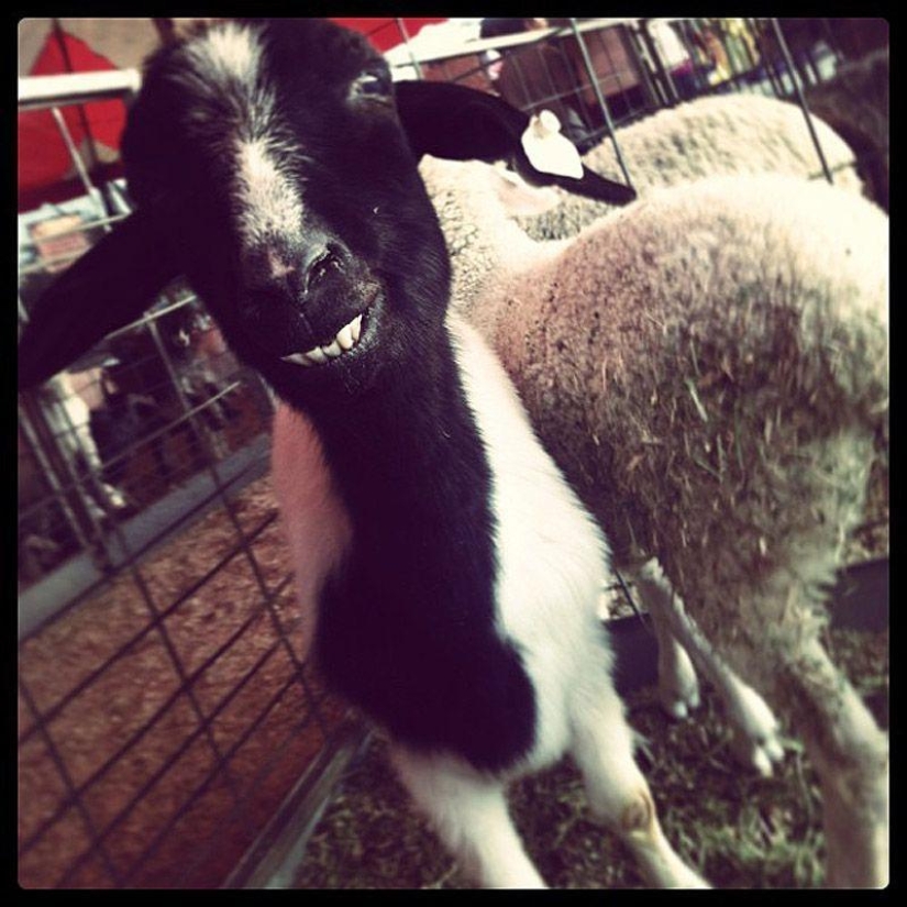 Goat-smiles Goat-smiles