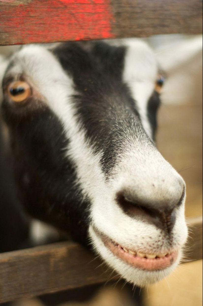 Goat-smiles Goat-smiles