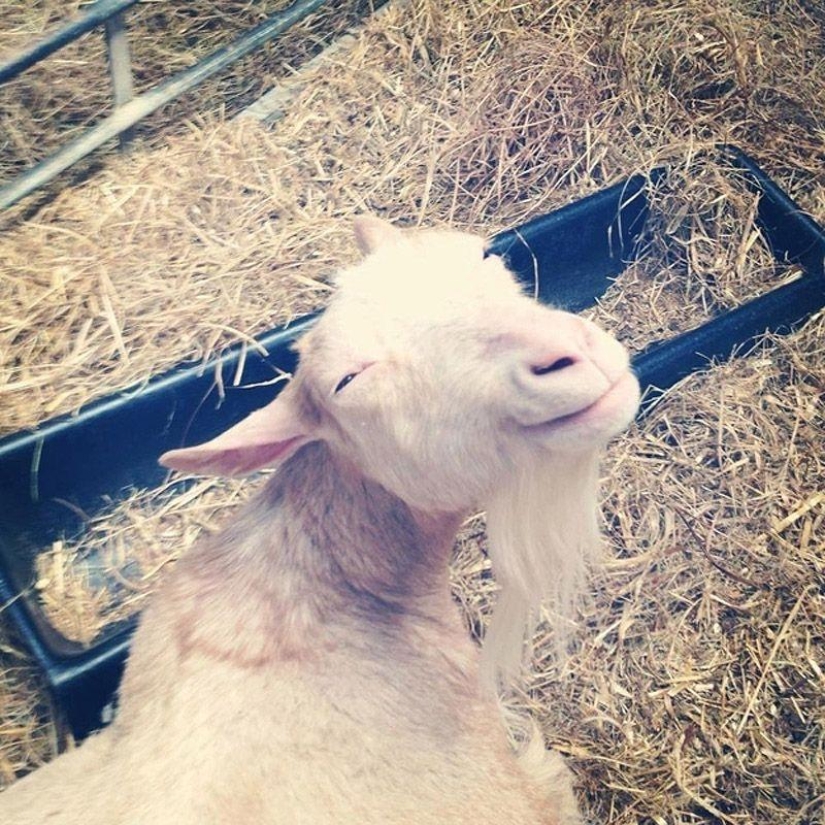 Goat-smiles Goat-smiles
