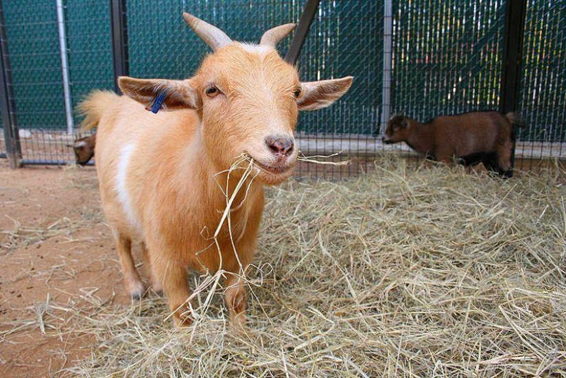 Goat-smiles Goat-smiles