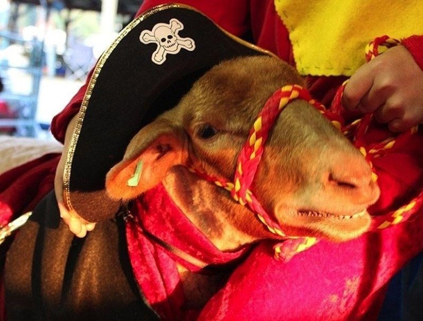 Goat-smiles Goat-smiles