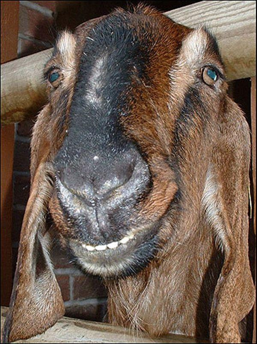 Goat-smiles Goat-smiles