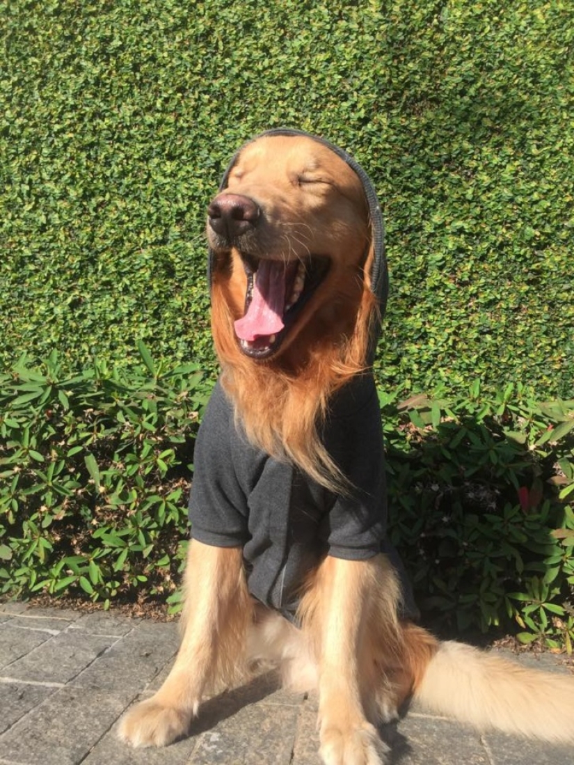 Golden Retriever Bob is the new facebook star