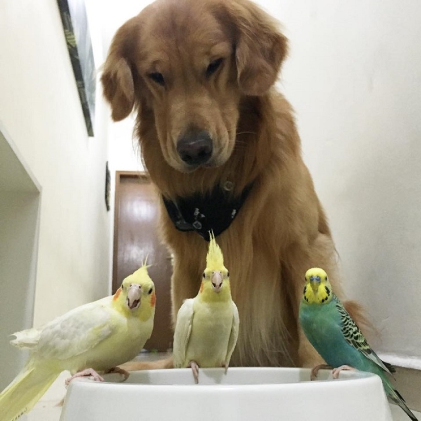 Golden Retriever Bob is the new facebook star